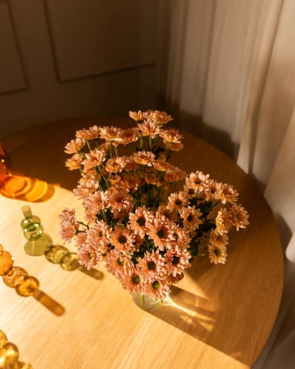 Image du produit feey Chrysanthemen pfirsich (5 Stk.) (5x)