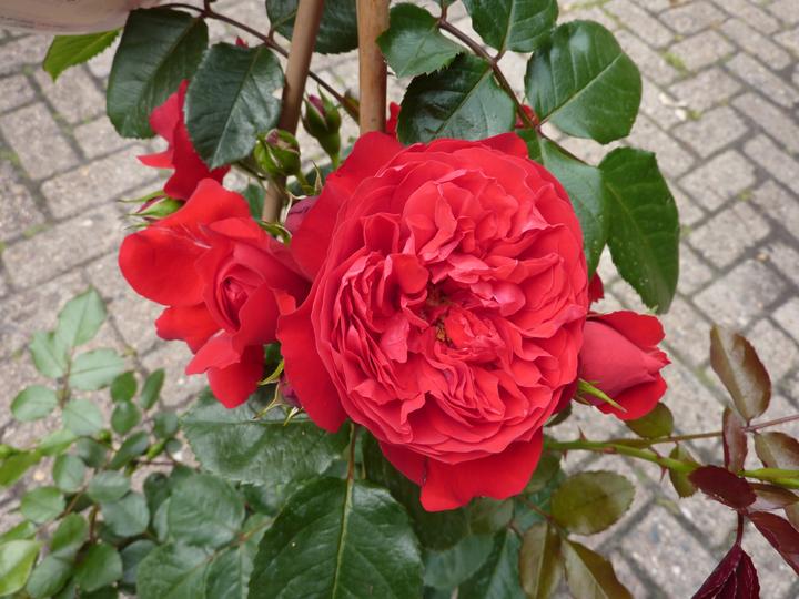 Actual product image Climbing rose Florentina