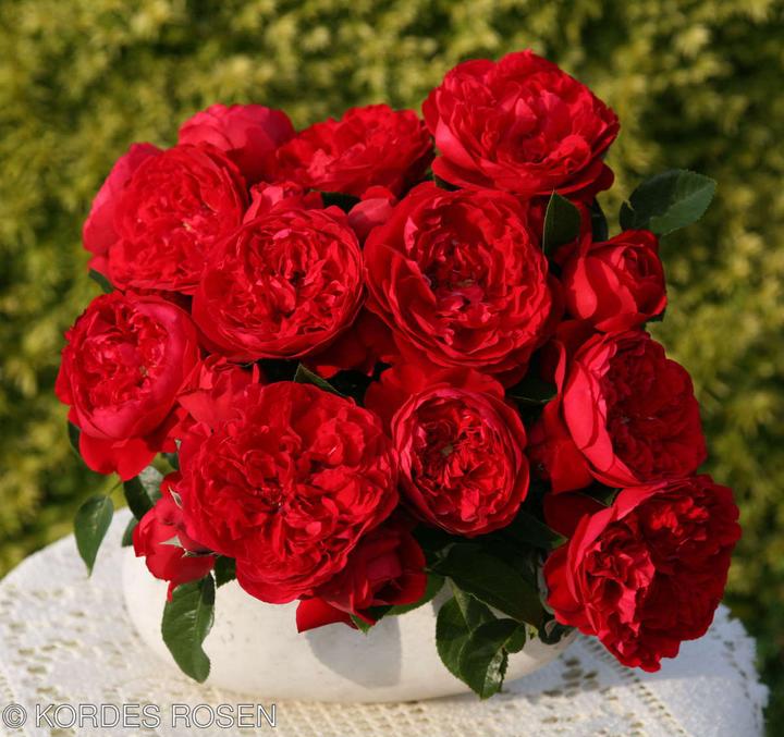 Actual product image Climbing rose Florentina