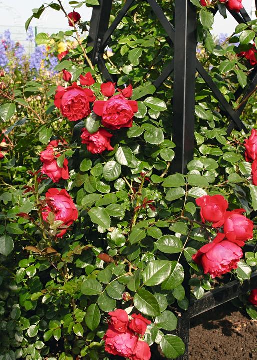 Actual product image Climbing rose Florentina