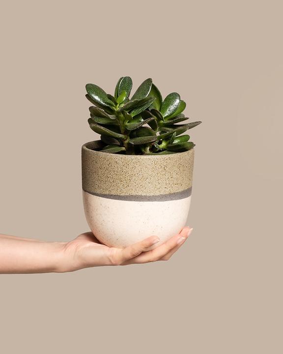 Produktbild feey Geldbaum (15 cm, Frisch umgetopft)