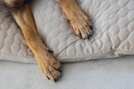 Productafbeelding Karlie Fluwelen kussen (Hond)