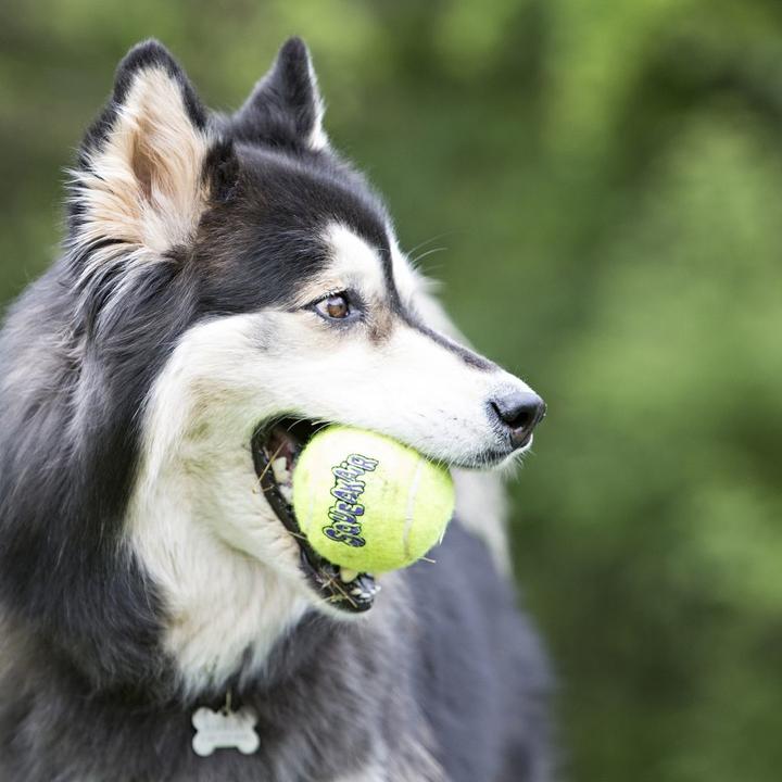 Actual product image KONG AirDog (Ball toy dog)