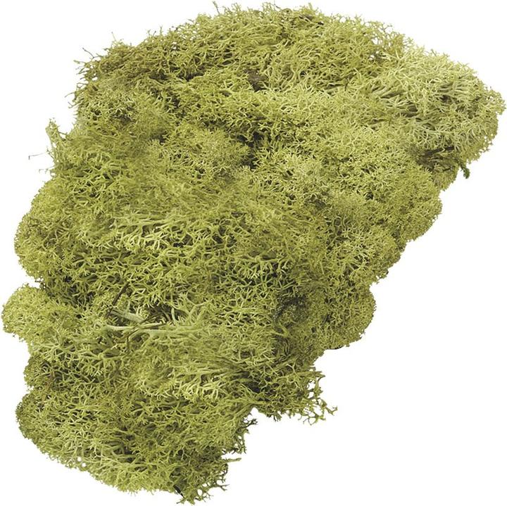 Actual product image Knorr Prandell Iceland moss lime green 250 g