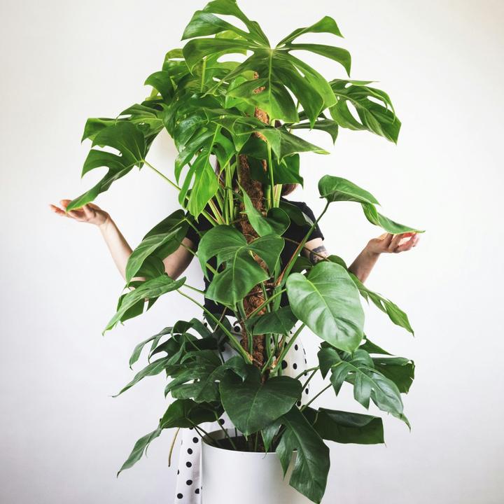 Produktbild Plant in a Box Monstera Deliciosa - Affenmaske (130 cm)