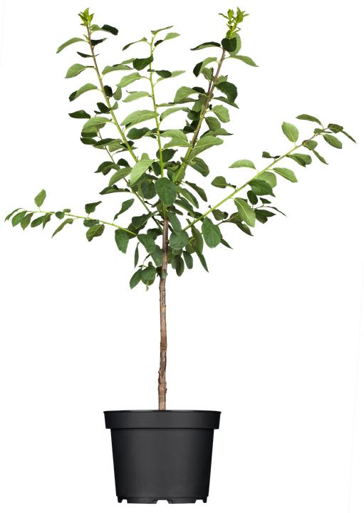 Produktbild Mirabelle Bellamira (170 cm)