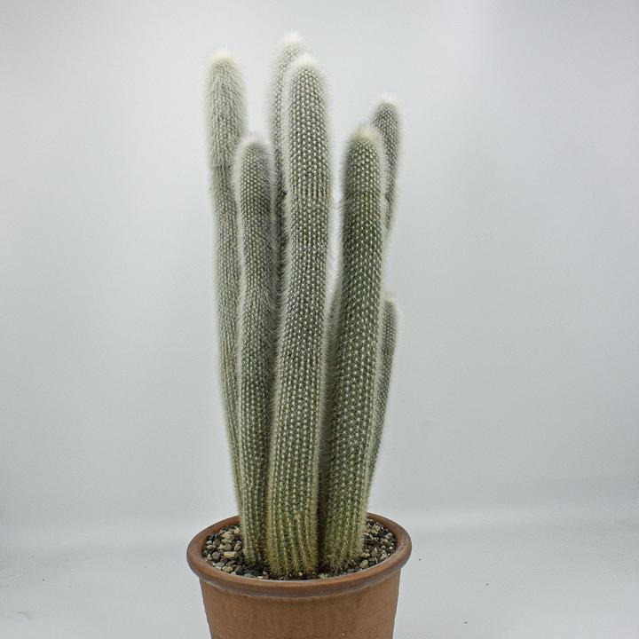 Kakteen Gautschi Cleistocactus (65 cm)