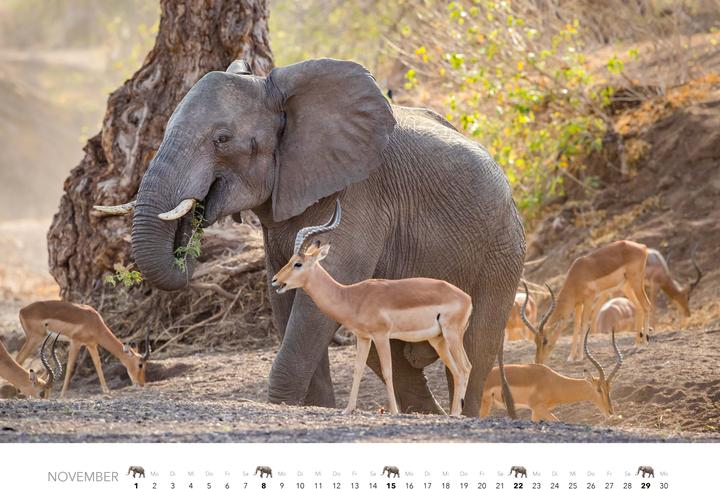 Produktbild Elefanten Kalender 2026