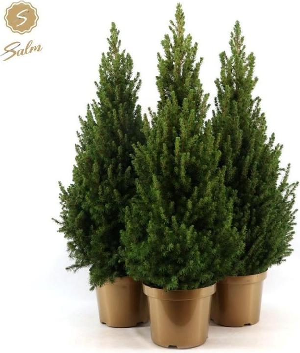 Fresca-Plant Arbre de Noël (100 cm, 26 cm)