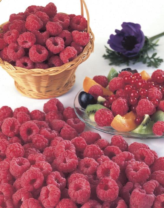 Image du produit Framboise Willamette (50 cm)