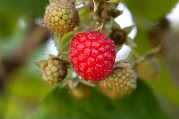 Image du produit Framboise Willamette (50 cm)