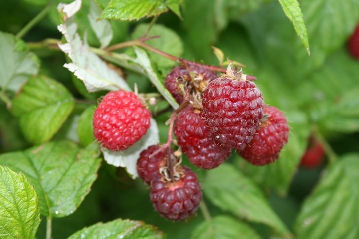 Image du produit Framboise Willamette (50 cm)