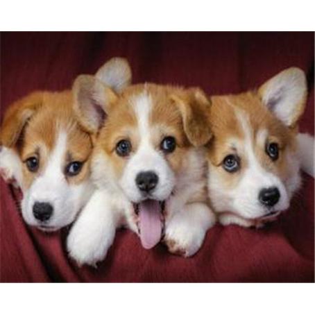 Pracht Diamond Painting 6037-40071 Cani neonati 25 x 35 cm