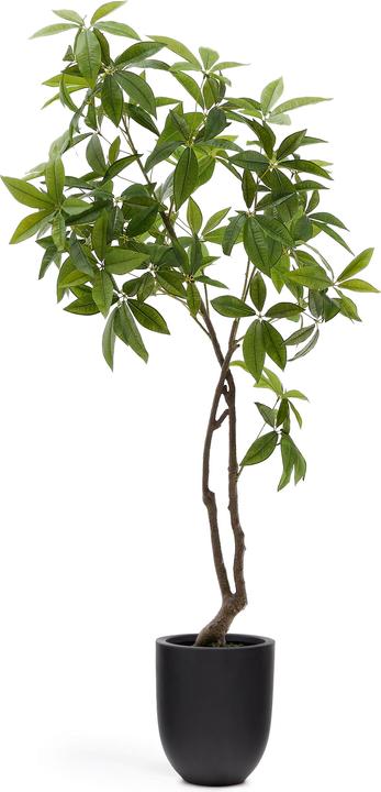Immagine prodotto Kave Home Pachira (180 cm)