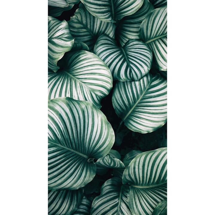 Image du produit Trenddeko Jungle urbaine - Calathea Orbifolia (144 x 260 cm)