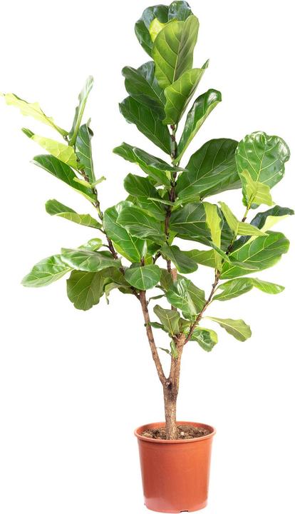 Produktbild Flowerbox Geigenfeige verzweigt - Ficus Lyrata (30 cm)