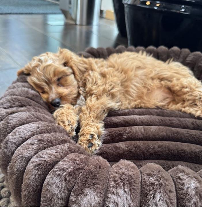 Actual product image Nordic Paws Dogbed Ripple Comfort (Dog)