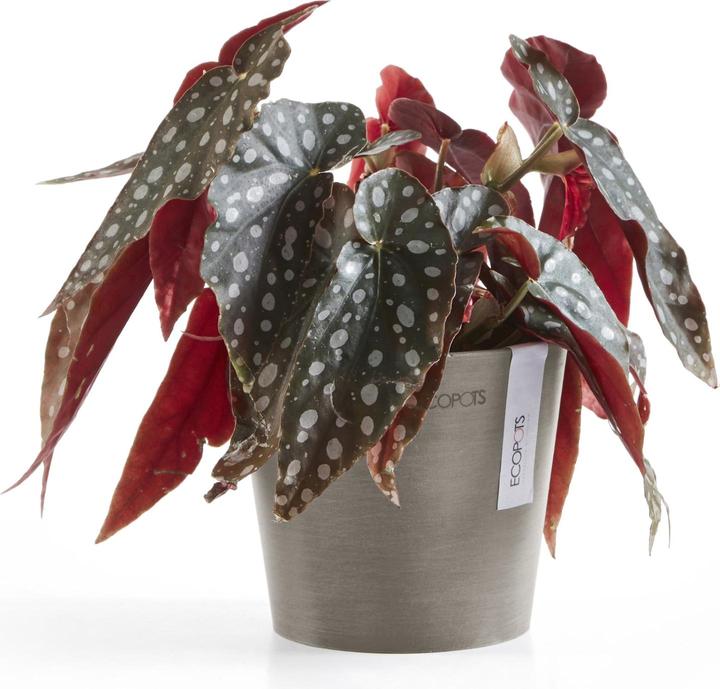Immagine prodotto Ecopots Amsterdam Mini (13 cm)
