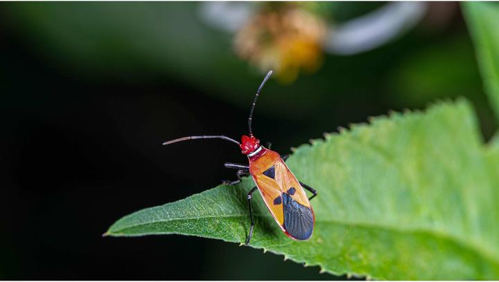 Produktbild Venus Optic Festbrennweite 90mm f/2.8 2x Ultra Macro APO – Sony E (Sony E, Vollformat)
