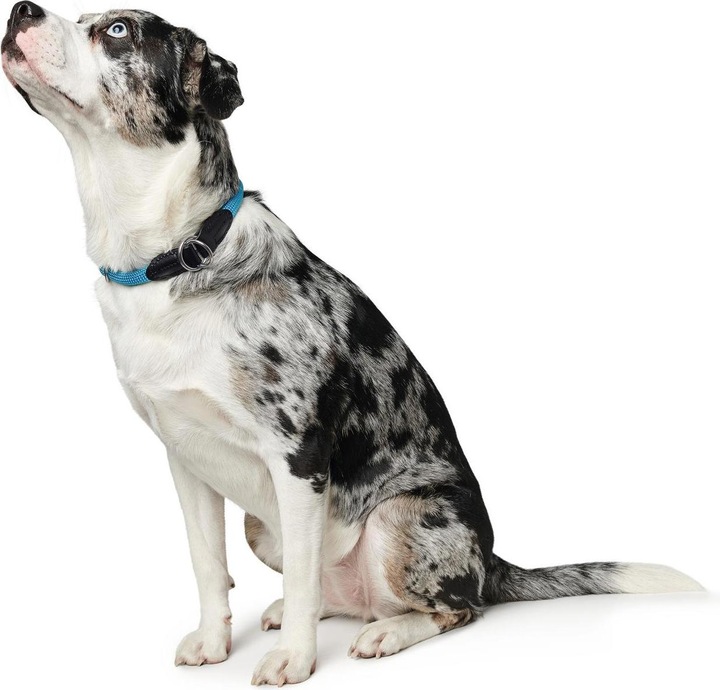 Produktbild Hunter Dressurhalsband Freestyle mit Stopper (M, L, Hund, Allgemein)