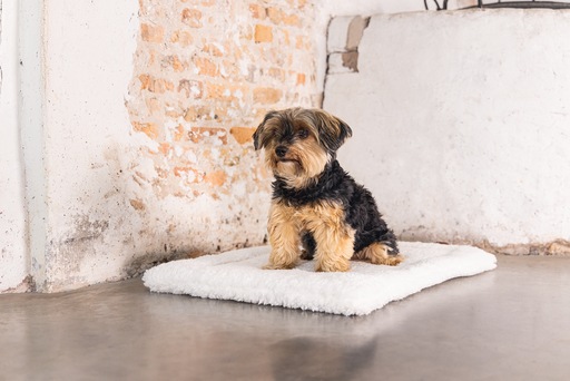 Image du produit Designed by Lotte Ligra (Chien)