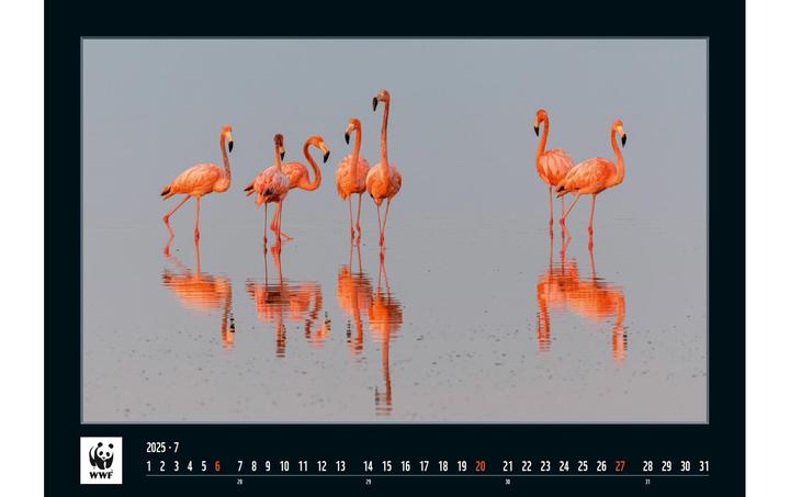 Produktbild WWF Wildlife 2025