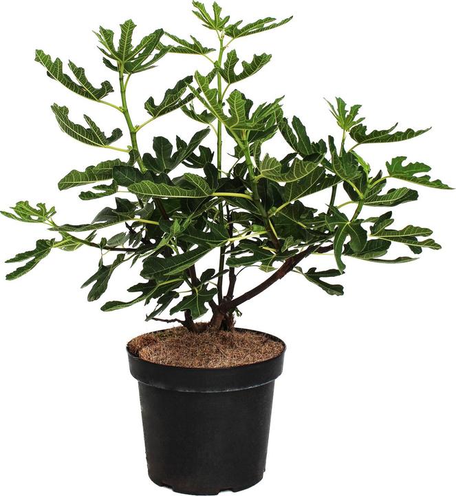 Produktbild Zulauf Feigenbaum / Ficus carica Bergfeige