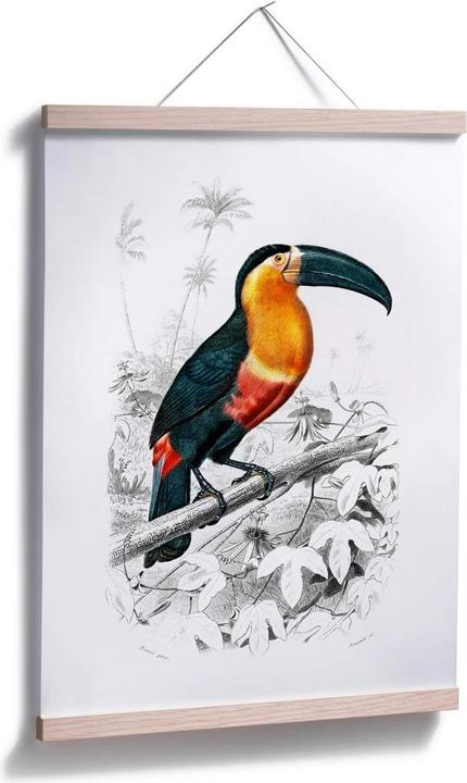 Image du produit Trenddeko Toucan (40 x 50 cm)