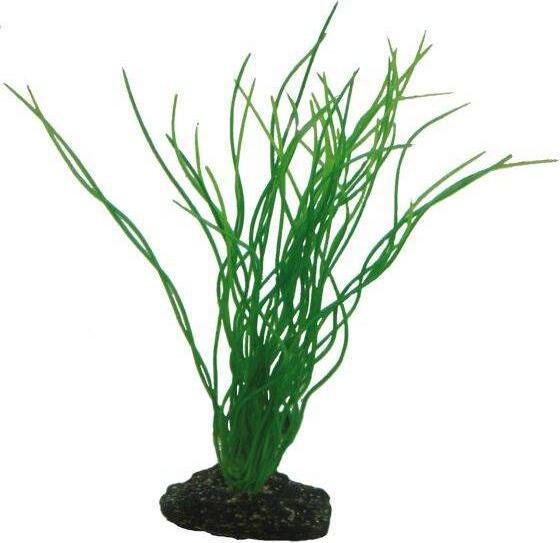 Dohse Sagittaria, 20 cm (Dekoration, Pflanzen)