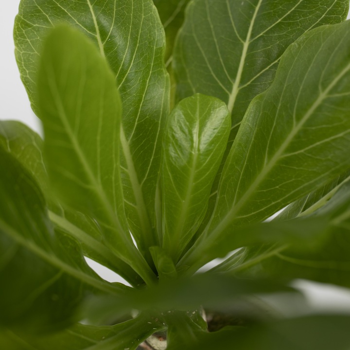 Actual product image Plant in a Box Brighamia Insignis - Set of 2 Alula Hawaiian Palm Tree (25 cm)