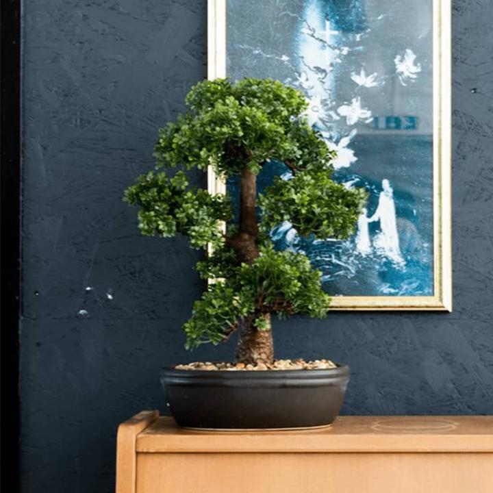 Actual product image Emerald Mini Ficus-Bonsai (43 cm)