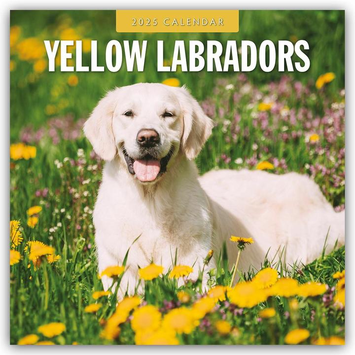 Red Robin Publishing Ltd:Yellow Labrado (305 x 305 mm, Harter Einband, Deutsch)