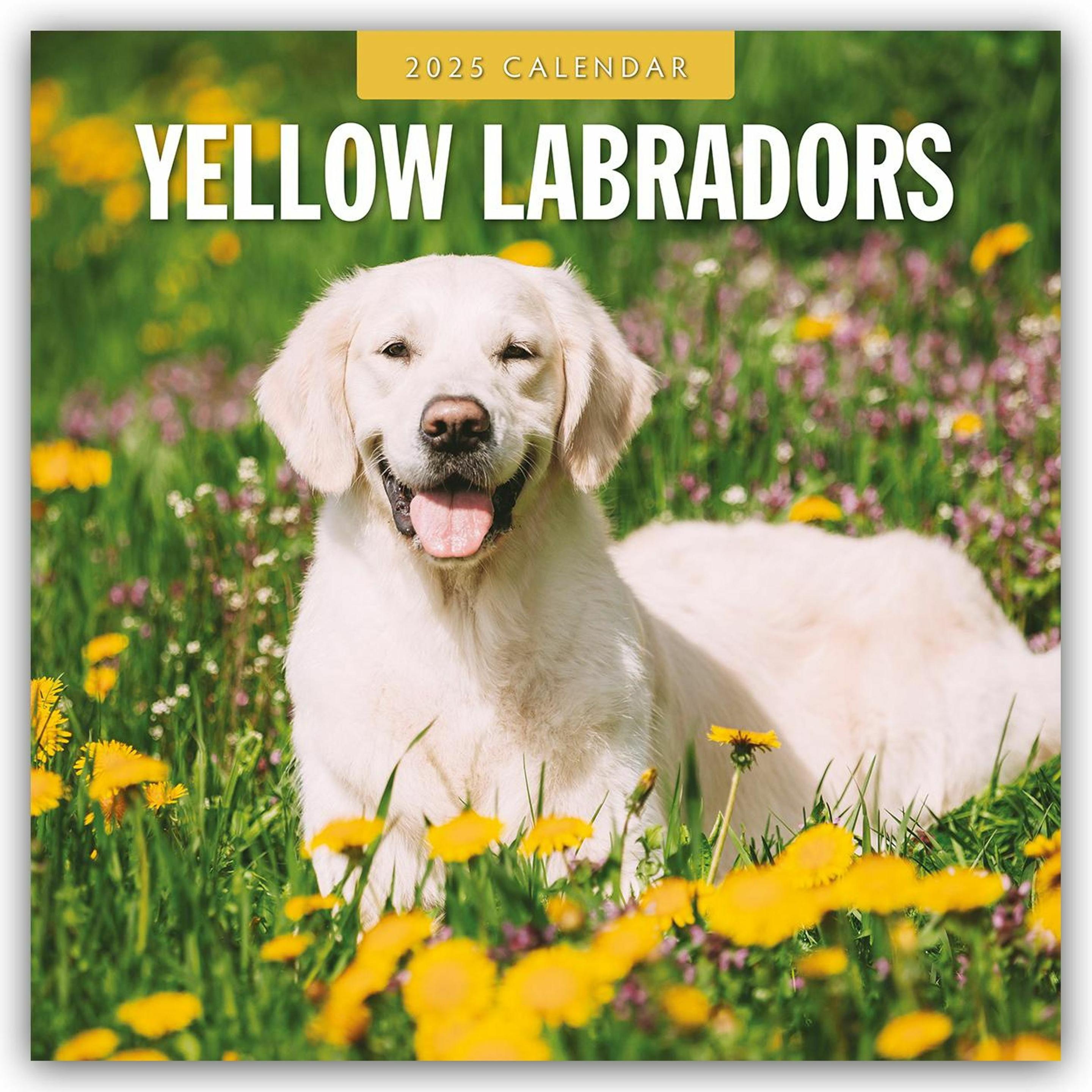 Flechsig, Kalender, Red Robin Publishing Ltd:Yellow Labrado (305 x 305 mm, Harter Einband, Deutsch)