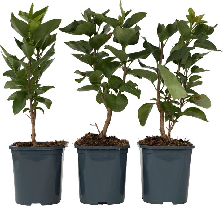 Produktbild Plant in a Box Syringa vulgaris 'Ludwig Spath', 'Michel Buchner', 'Mme Lemoine' - 6er Set Gartenpflanzen (25 cm)