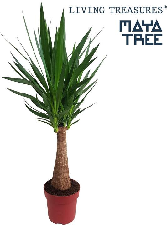 Actual product image Fresca-Plant Yucca Maya Tree 24cm