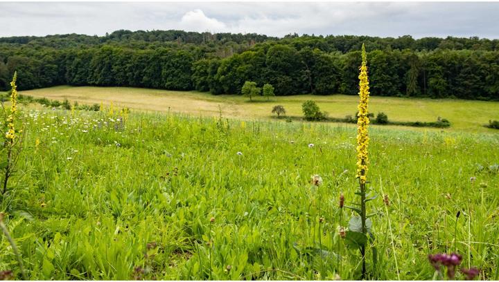 Produktbild Sigma 18-50mm f/2.8 DC DN Contemporary, Canon RF (Canon RF, APS-C / DX)