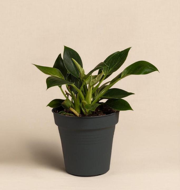 Actual product image feey Philodendron Birkin 'White Measure' (20 cm, Freshly repotted)