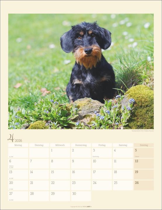 Produktbild Dackel Kalender 2026 (30 x 39 cm, Harter Einband, Deutsch)