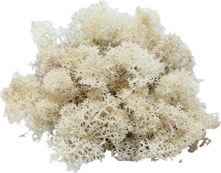 Actual product image Flowerbox Iceland moss