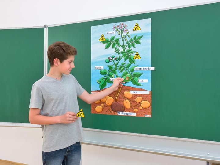 Image du produit Betzold La plante de pomme de terre