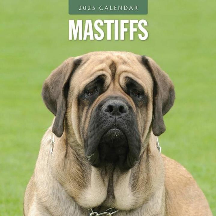 Produktbild Mastiffs 2025 Square Wall Calendar (Englisch)