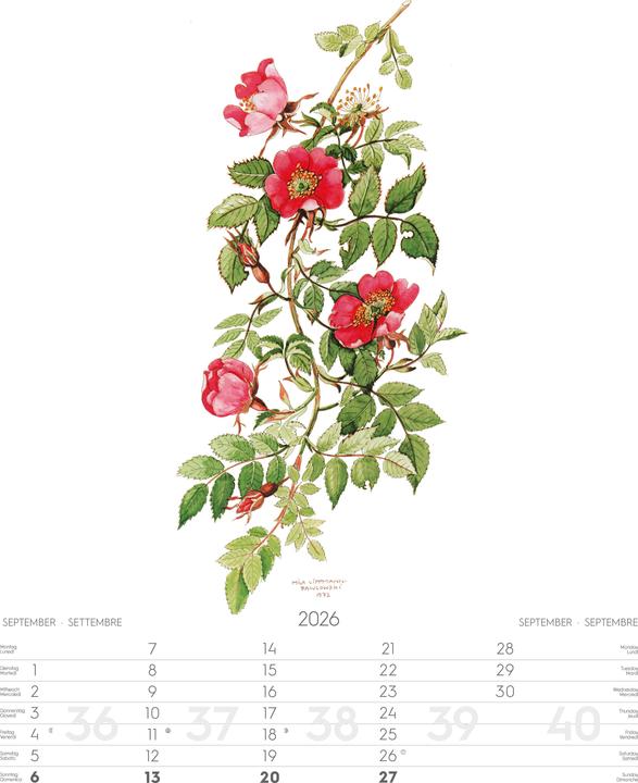 Produktbild Alpenblumen-AquarelleKalender2026