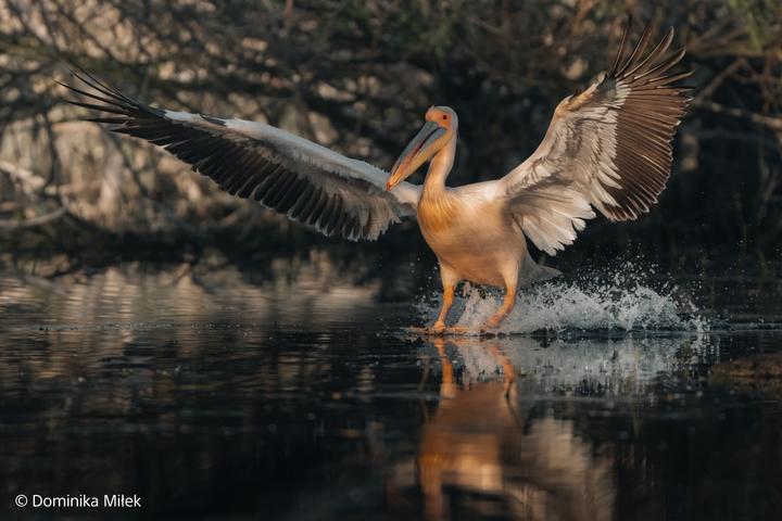 Produktbild Sony FE 100-400mm F4.5 GM OSS (Sony E, Vollformat)
