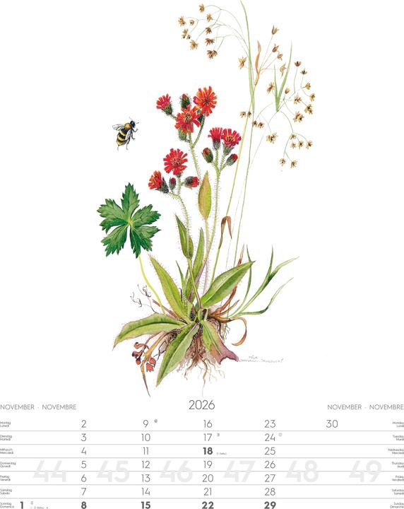 Produktbild Alpenblumen-AquarelleKalender2026