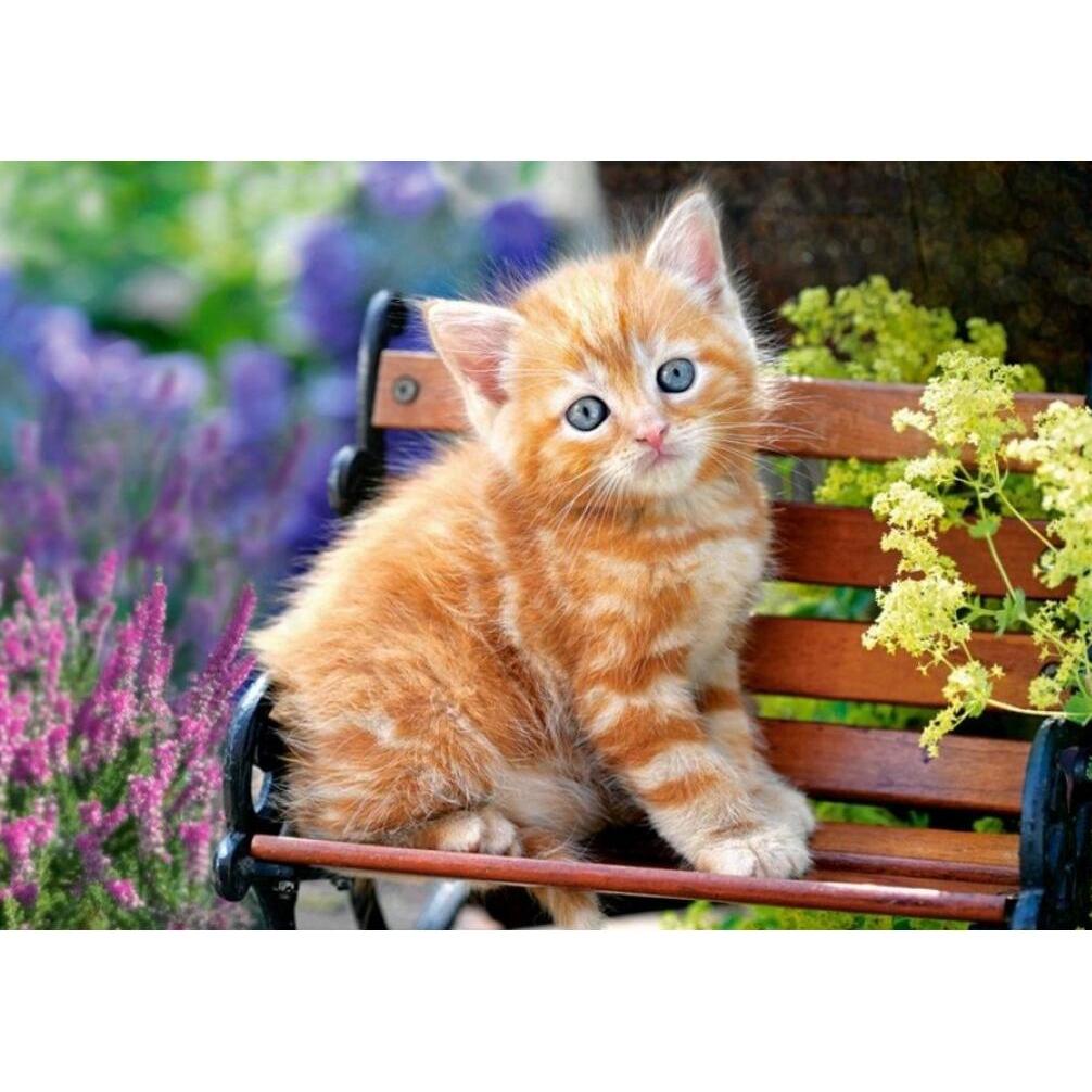 Thumbnail - Castorland Ginger Kitten, Puzzle 500 Teile (500 Teile)