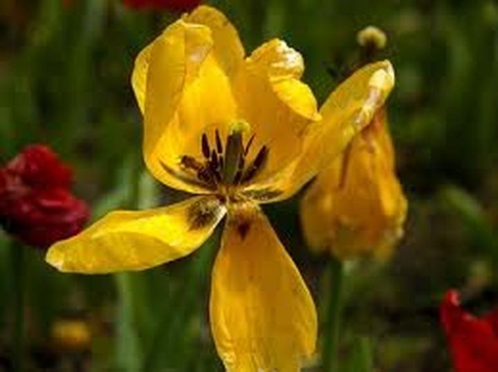 Produktbild Viltrox Canon EF-EOS M