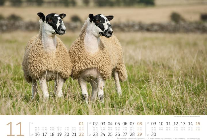 Produktbild Schafe Kalender 2026 (45 x 33 cm)