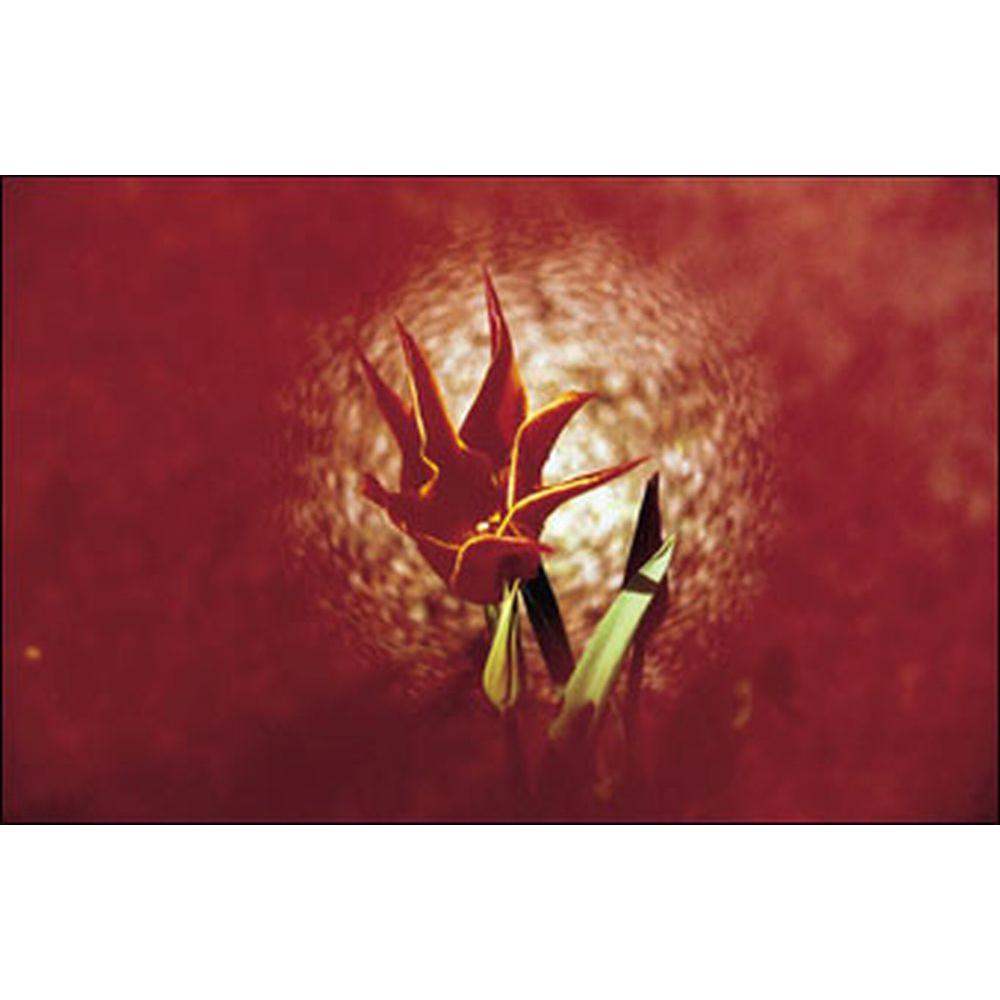 Thumbnail - Cokin Filter P068 Ring (84 mm, Farbfilter), Objektivfilter, Rot