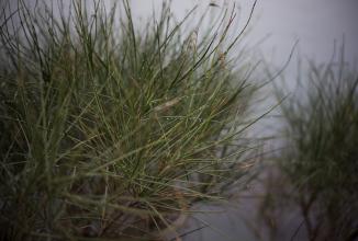 Produktbild Voigtländer Nokton 50mm / 1.2 VM asph. (Leica M, Vollformat)