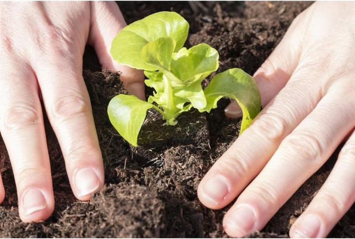 Produktbild Véritable Seedling Kit Refills